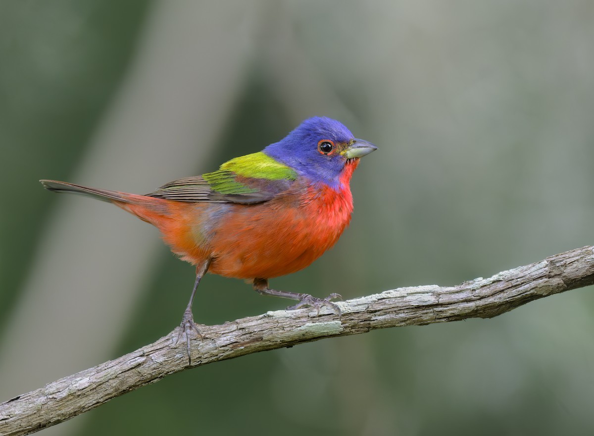 Painted Bunting - ML620607800