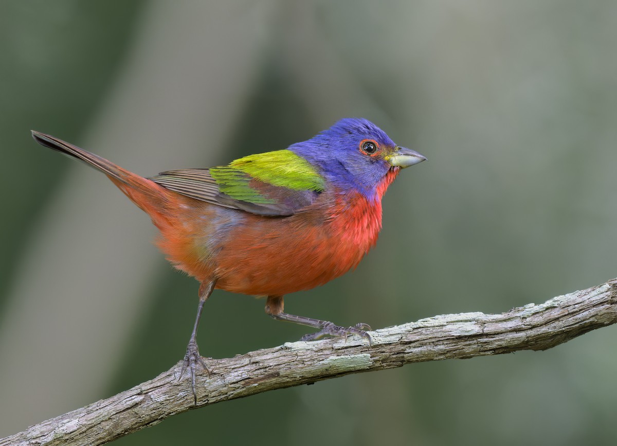 Painted Bunting - ML620607801