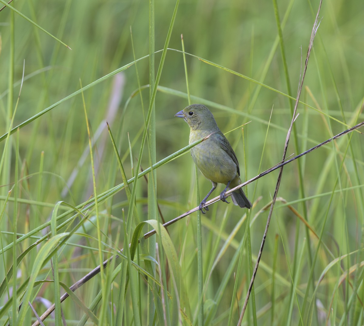 Painted Bunting - ML620607803