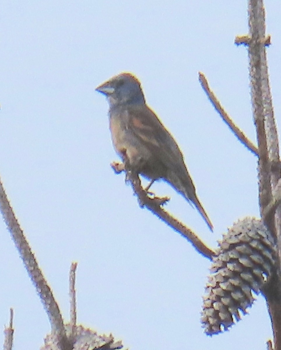 Blue Grosbeak - ML620607806