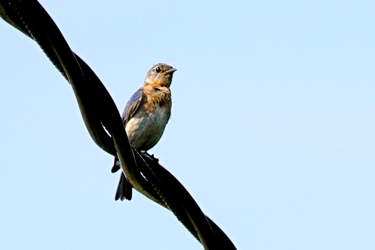 Eastern Bluebird - ML620607809