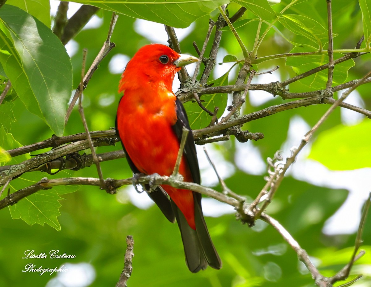 Scarlet Tanager - ML620607812
