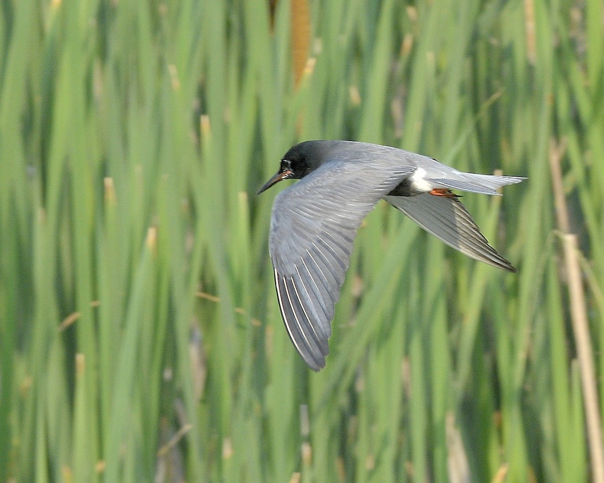 Black Tern - ML620607816