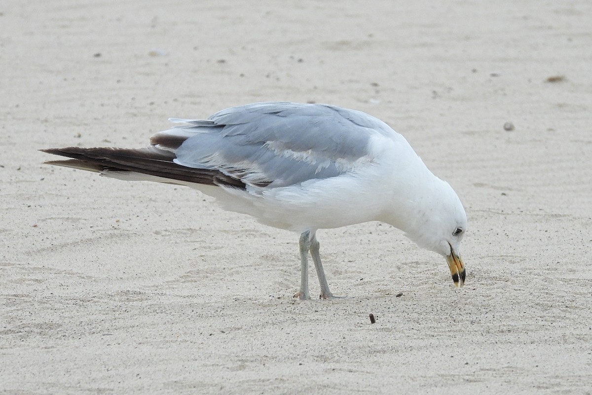 Ring-billed Gull - ML620607819