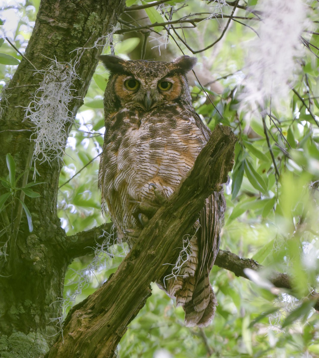 Great Horned Owl - ML620607827