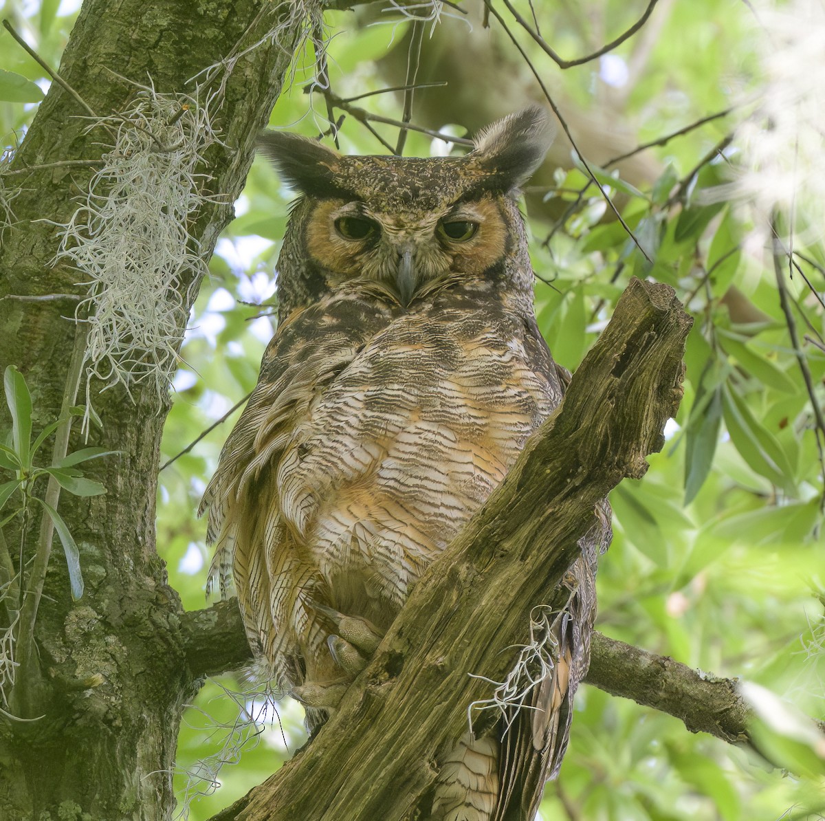 Great Horned Owl - ML620607829