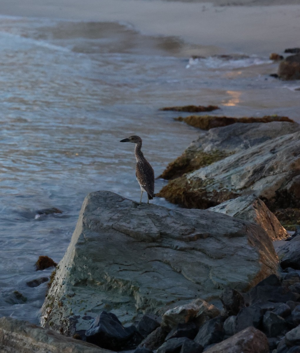 Yellow-crowned Night Heron - ML620607830