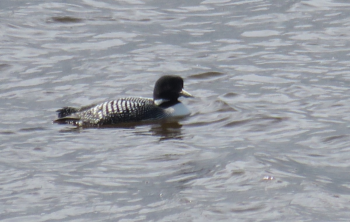 Common Loon - ML620607838