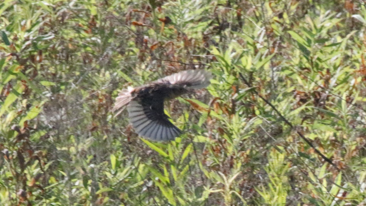 Grasshopper Sparrow - ML620607840