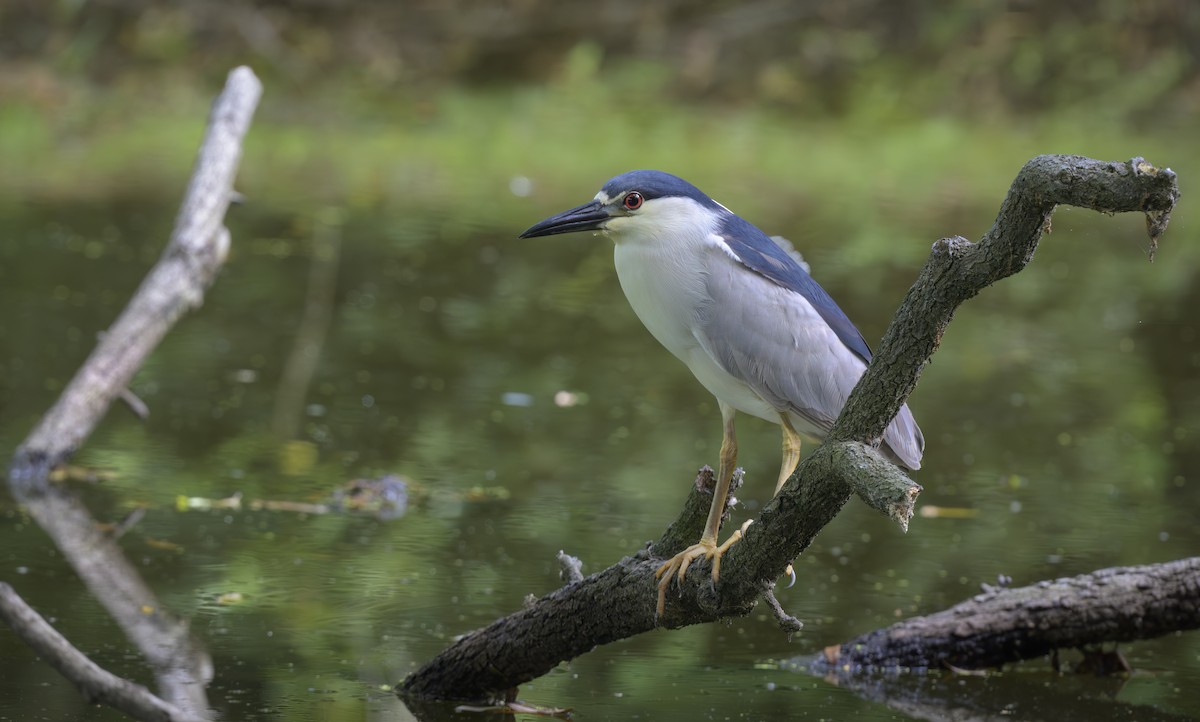 Black-crowned Night Heron - ML620607841