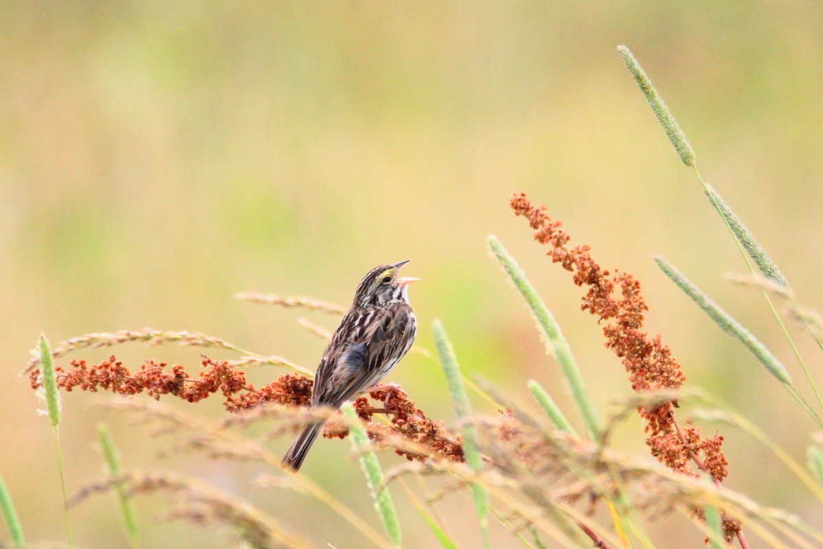 Savannah Sparrow - ML620607843