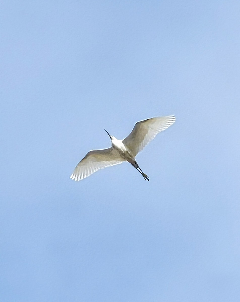 Little Egret - ML620607848