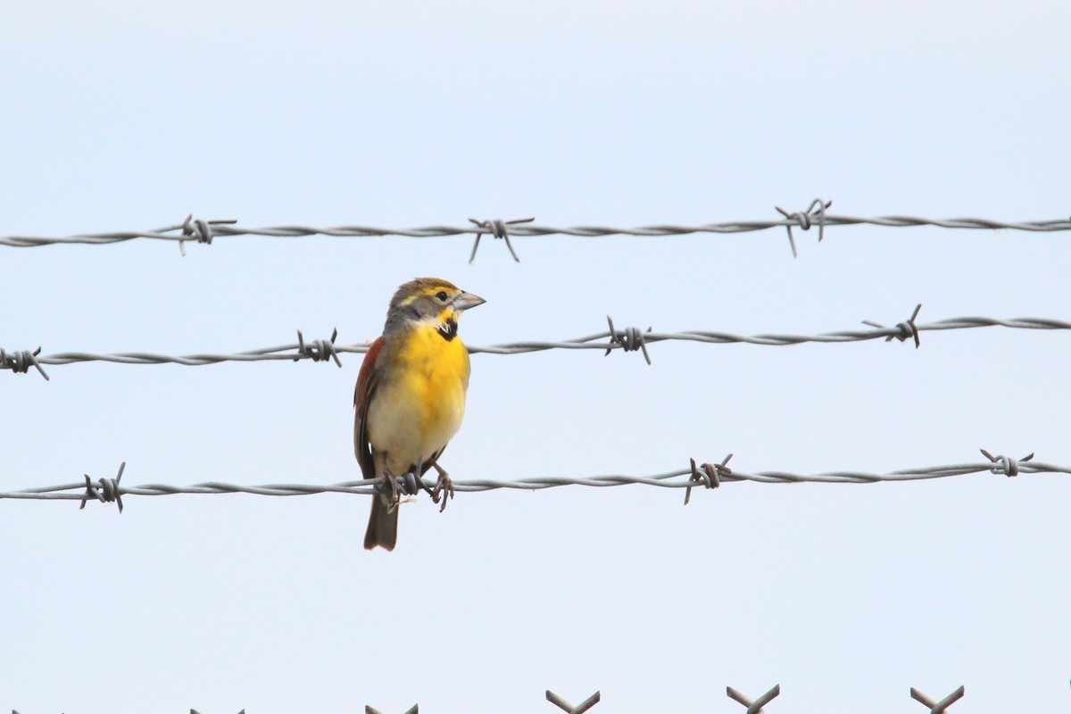 Dickcissel - ML620607853