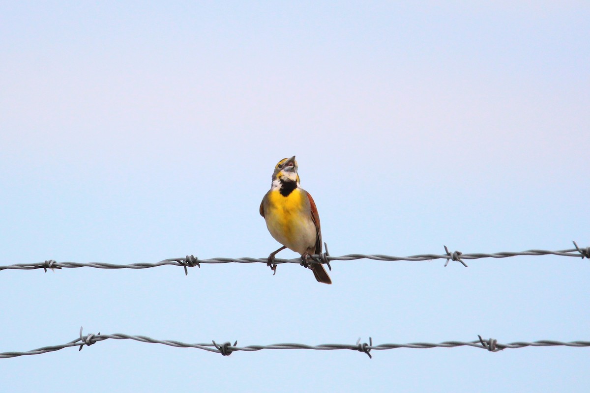 Dickcissel - ML620607854