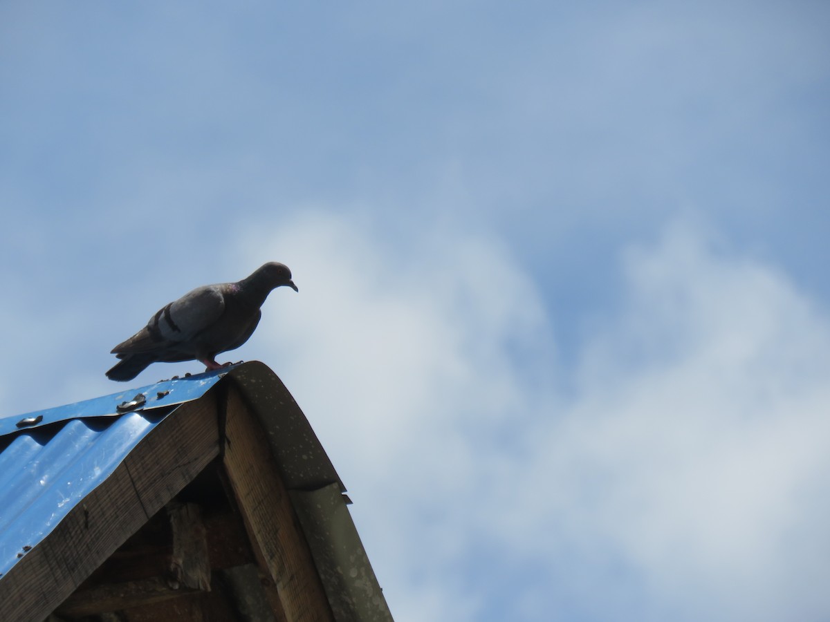 Rock Pigeon - ML620607856