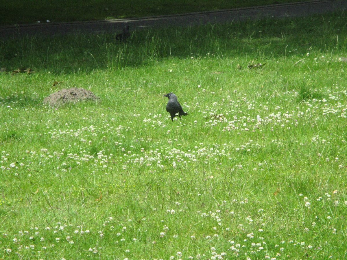 Eurasian Jackdaw - ML620607857