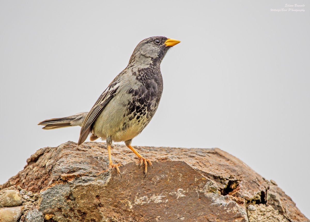 Mourning Sierra Finch - ML620607858