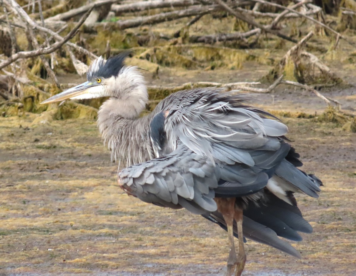 Great Blue Heron - ML620607859