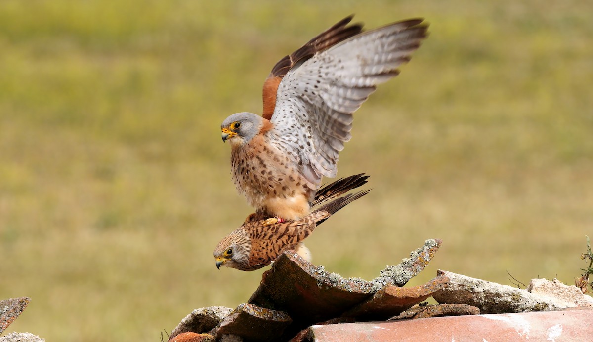 Lesser Kestrel - ML620607860