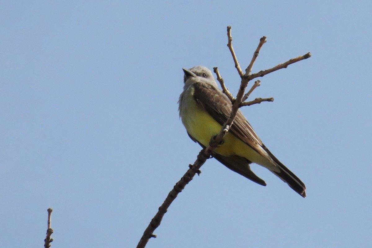 Western Kingbird - Del Nelson