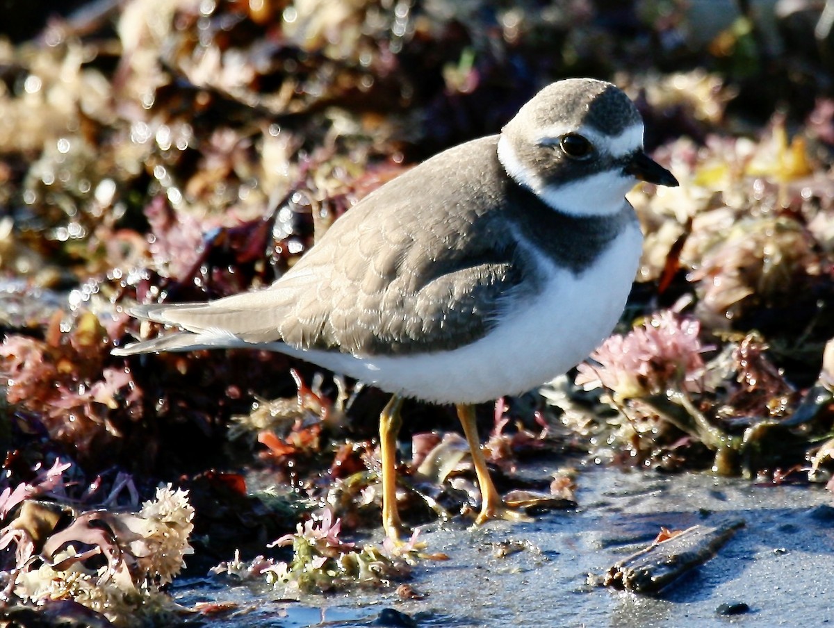 Semipalmated Plover - ML620607863