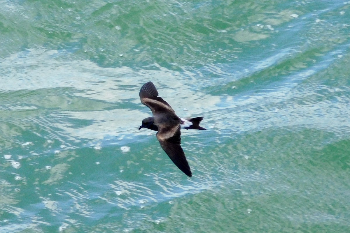 Leach's Storm-Petrel - ML620607864