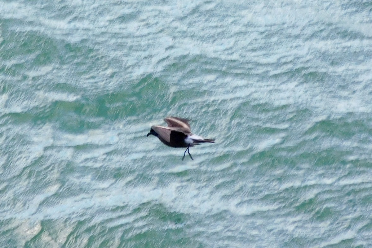 Leach's Storm-Petrel - ML620607865