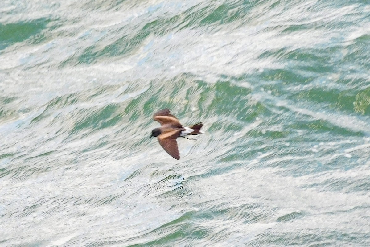 Leach's Storm-Petrel - ML620607866
