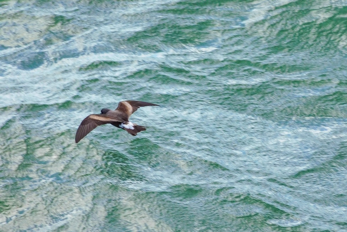 Leach's Storm-Petrel - Candice Davis