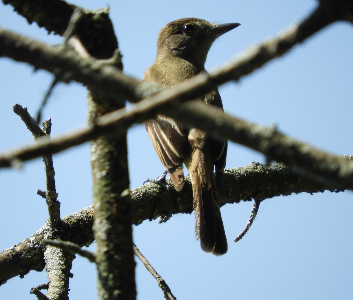 Great Crested Flycatcher - ML620607869