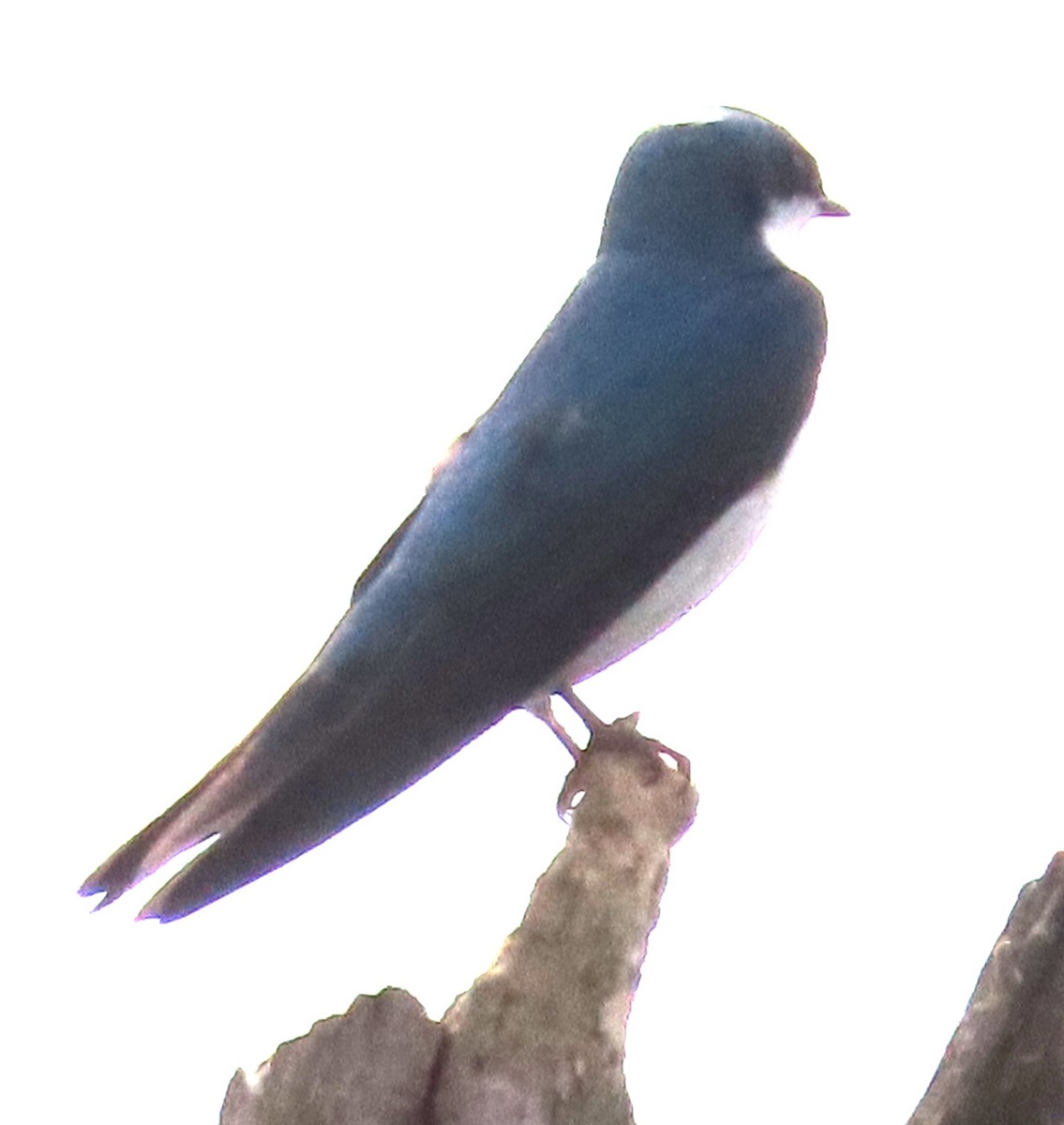 Tree Swallow - ML620607870