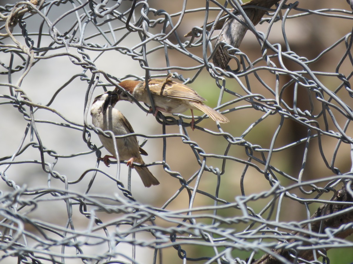 Eurasian Tree Sparrow - ML620607871