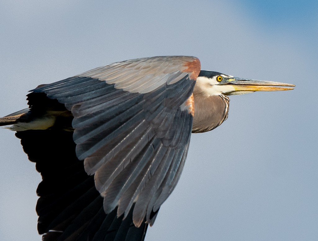 Great Blue Heron - ML620607873