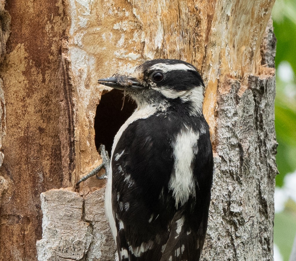 Downy Woodpecker - ML620607876