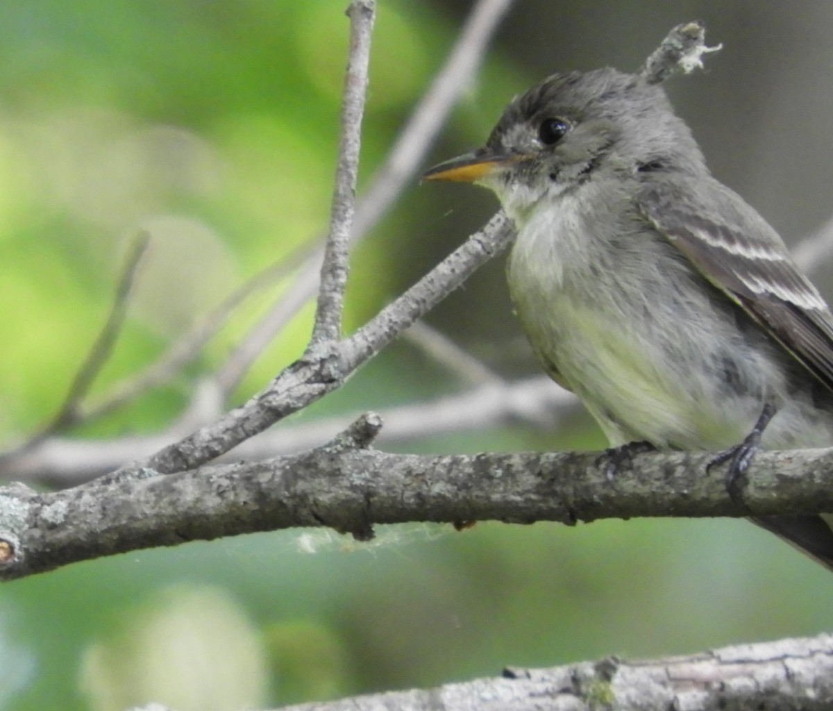 Eastern Wood-Pewee - ML620607877