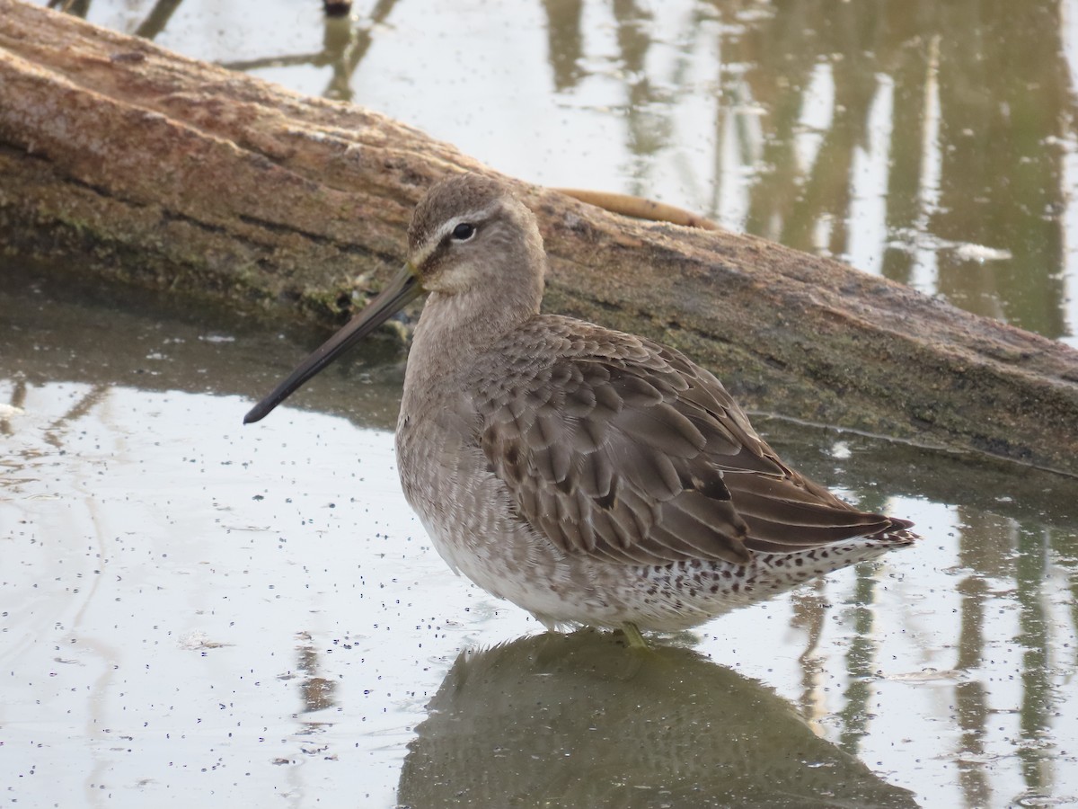Long-billed Dowitcher - ML620607878