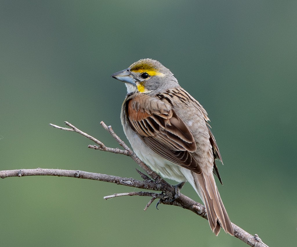 Dickcissel - ML620607879