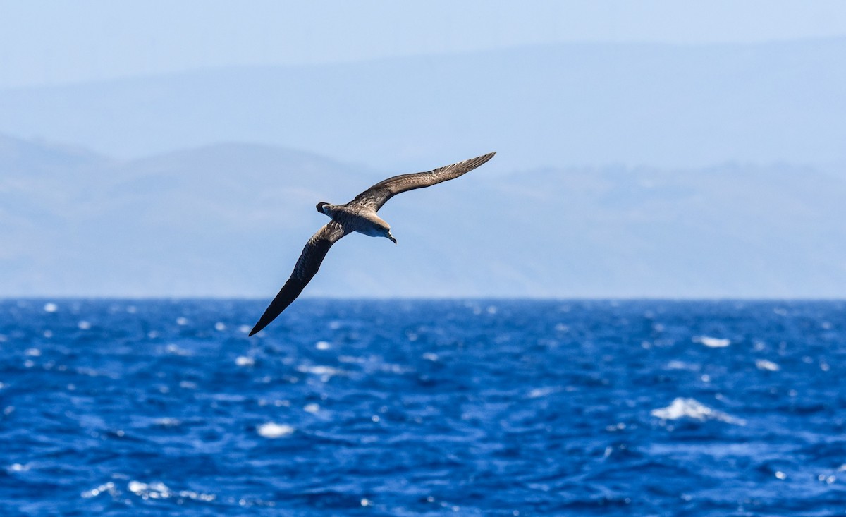 Cory's Shearwater - ML620607881