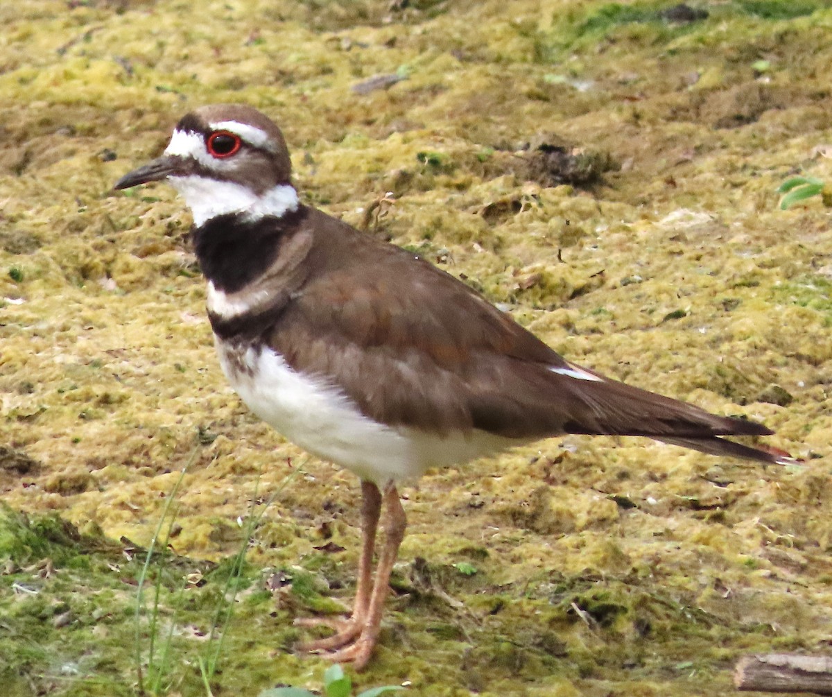 Killdeer - ML620607884