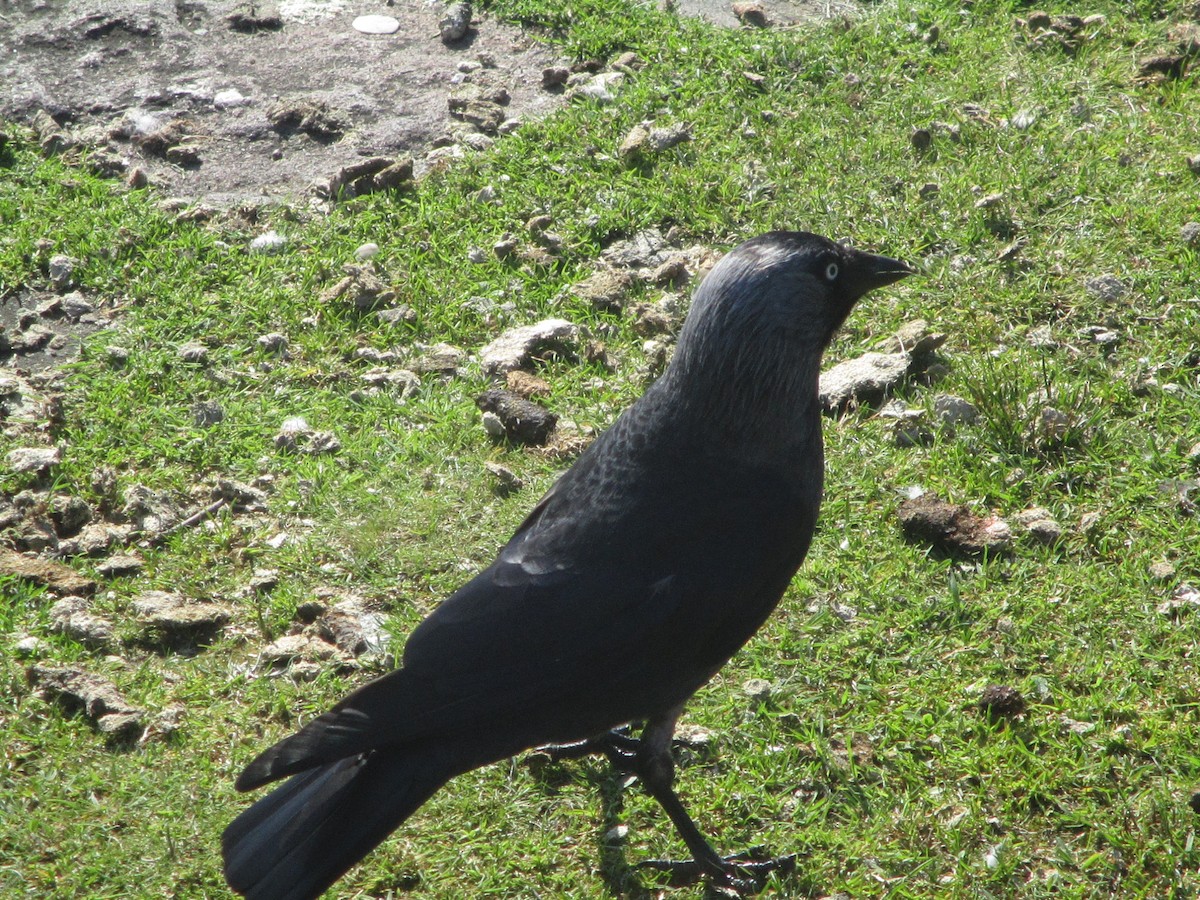 Eurasian Jackdaw - ML620607894