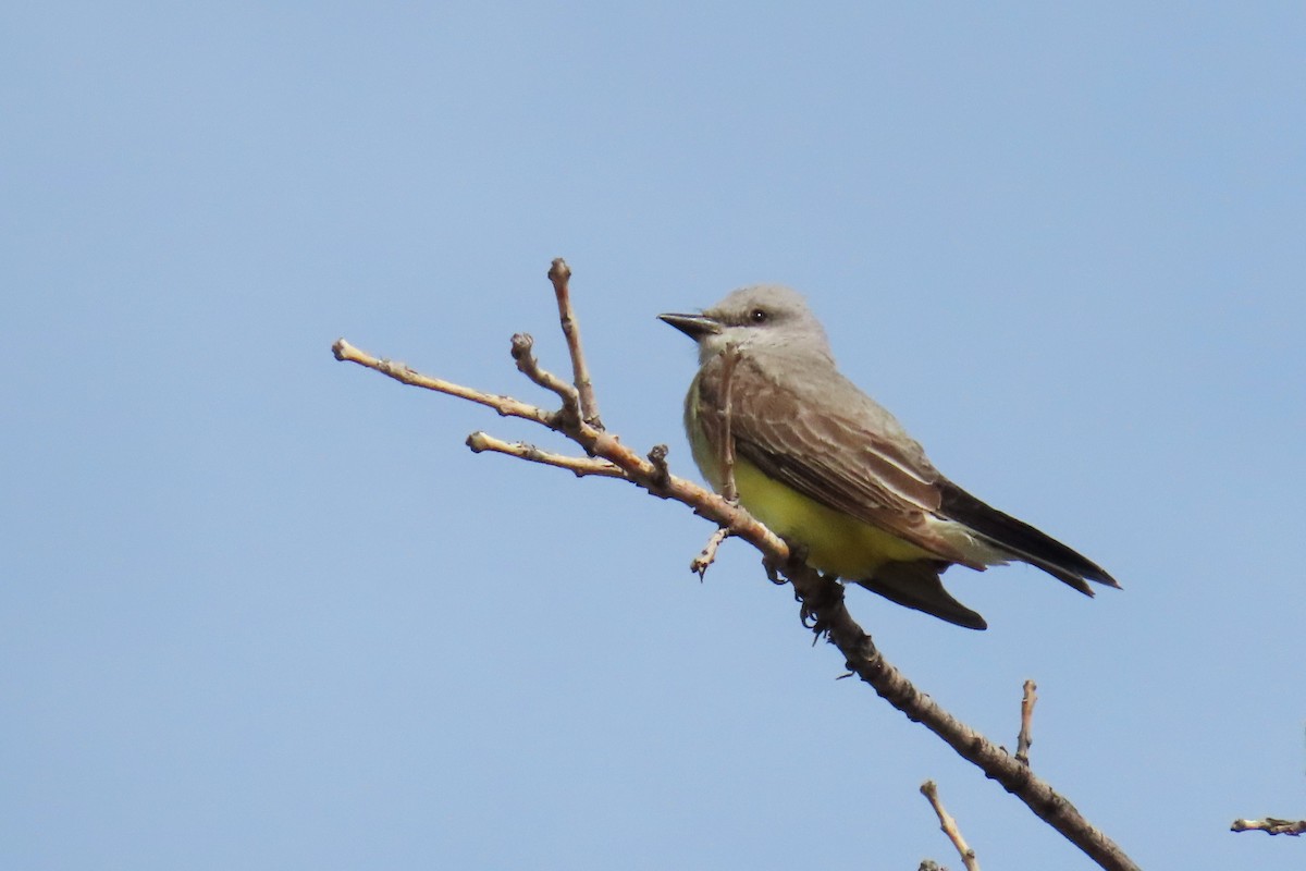 Western Kingbird - ML620607895