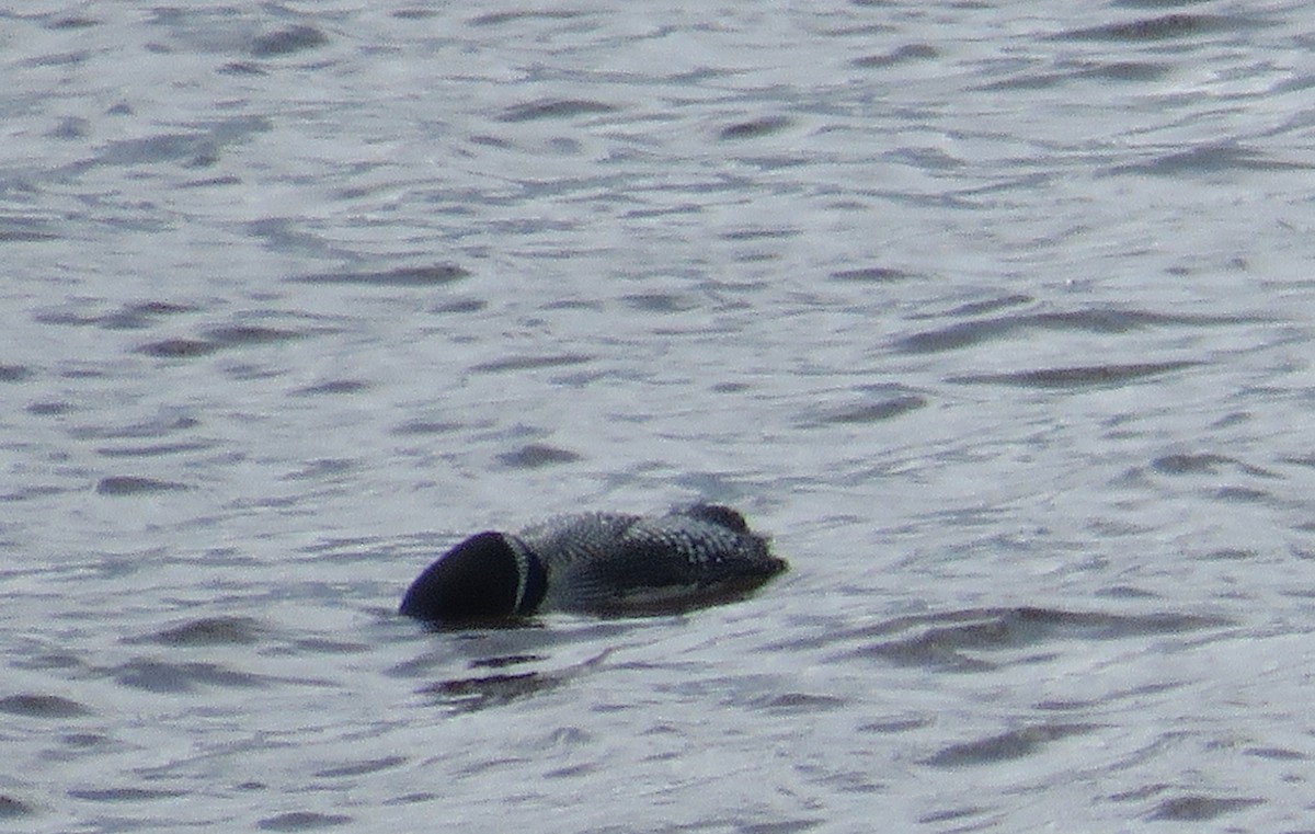 Common Loon - ML620607897