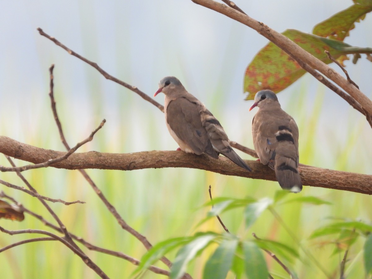 Blue-spotted Wood-Dove - ML620607902