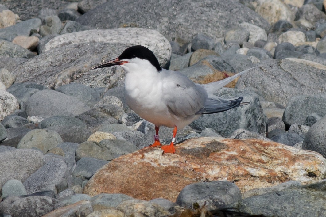 Roseate Tern - ML620607903