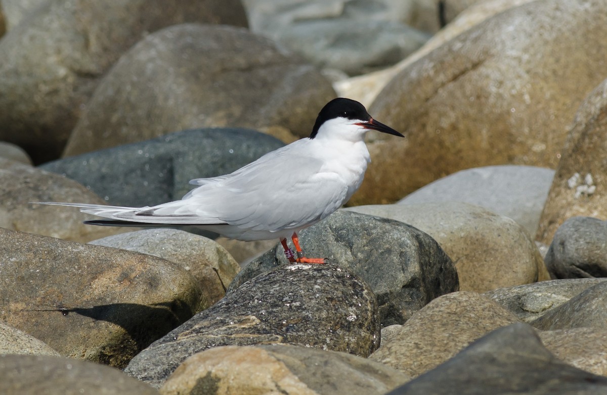 Roseate Tern - ML620607904