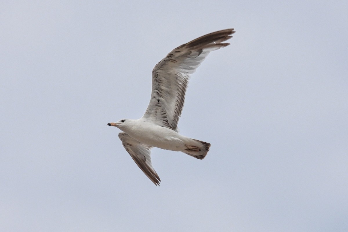 Ring-billed Gull - ML620607906