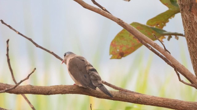 Blue-spotted Wood-Dove - ML620607909