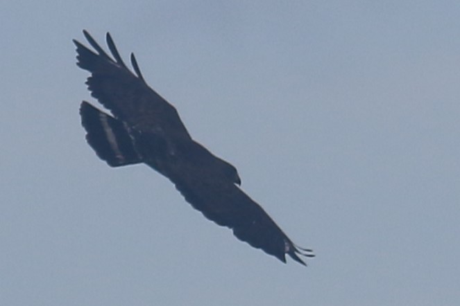 Broad-winged Hawk - ML620607911