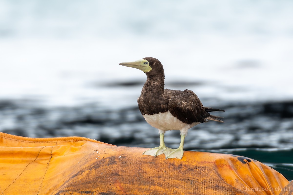 Brown Booby - ML620607913