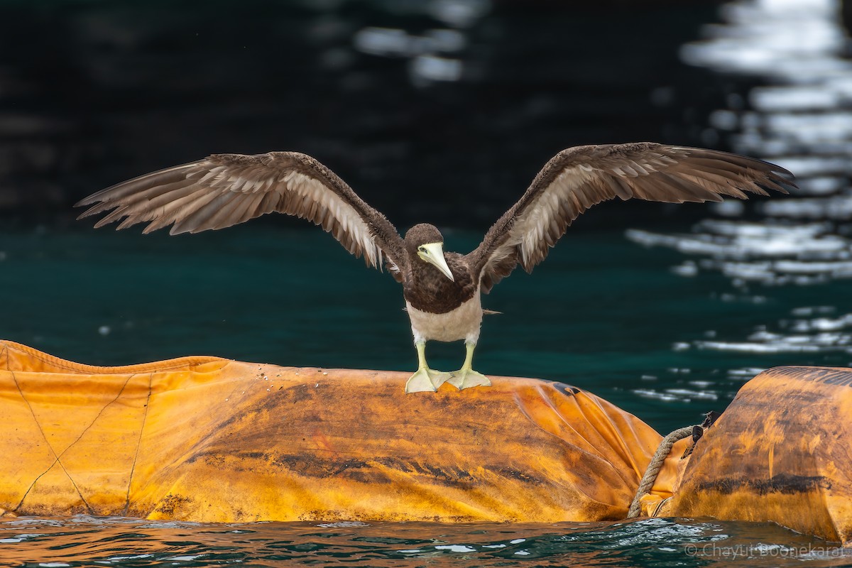 Brown Booby - ML620607915